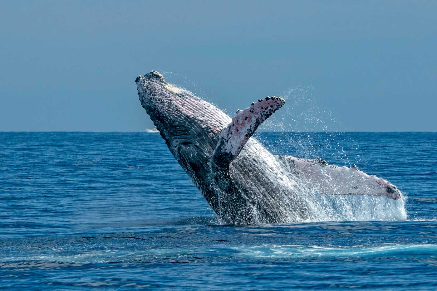 Wale springt aus dem Wasser