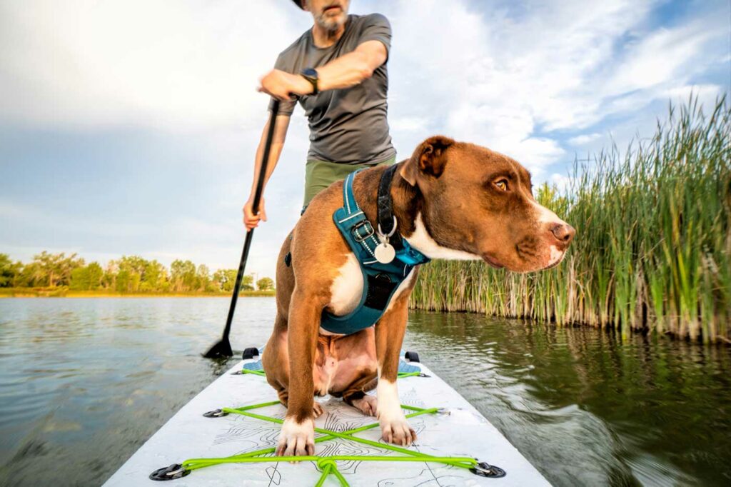 Hund sitzt vor auf dem SUP auf dem Wasser