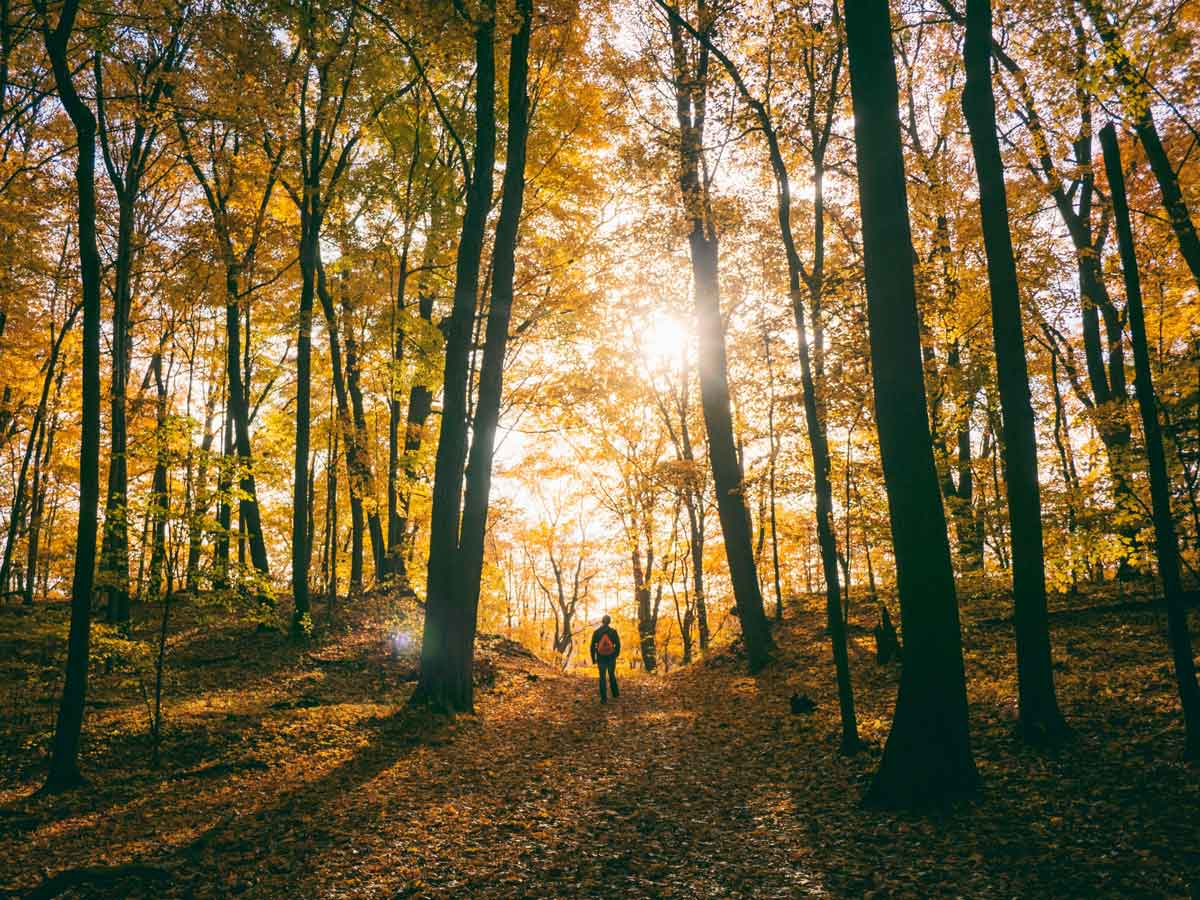 Mann wandert durch einen Herbstwald