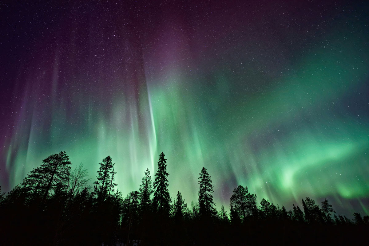 Polarlichter hinter Bäumen in Deutschland