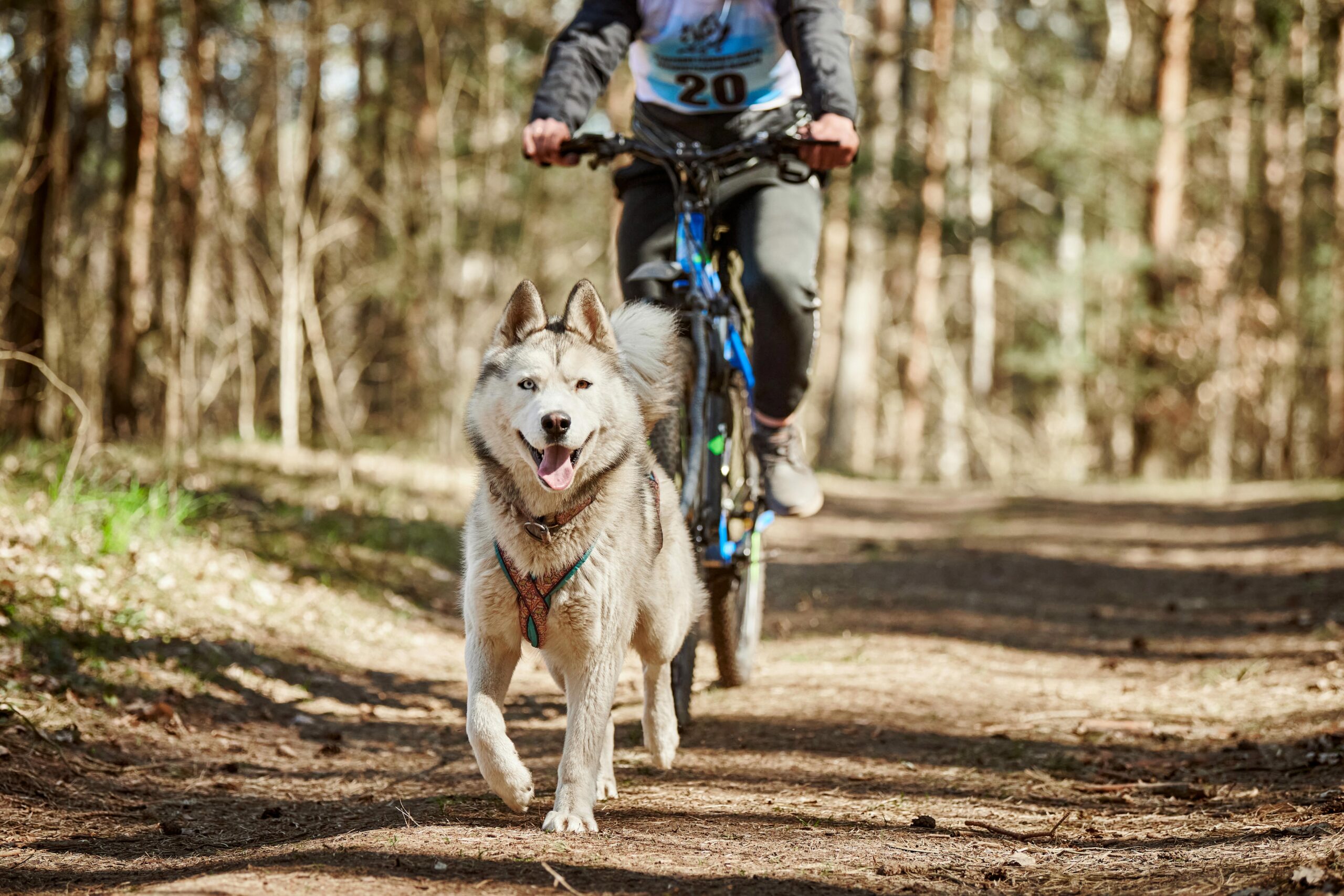 Laufender Siberian Husky Schlittenhund im Geschirr zieht ein Fahrrad durch den herbstlichen Wald auf trockenem Boden