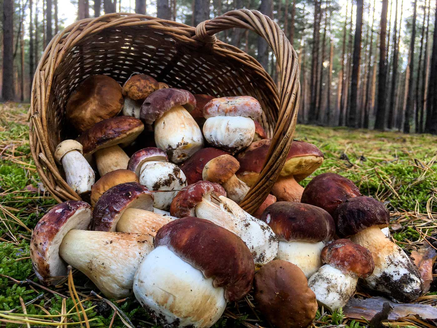 Korb im Wald voller selber gesammelter Steinpilze