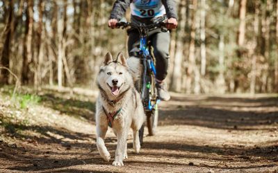 Laufender Siberian Husky Schlittenhund im Geschirr zieht ein Fahrrad durch den herbstlichen Wald auf trockenem Boden