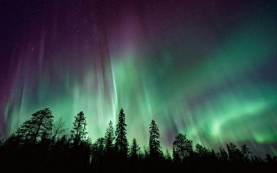 Polarlichter hinter Bäumen in Deutschland