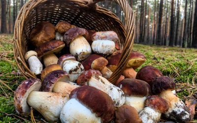 Korb im Wald voller selber gesammelter Steinpilze